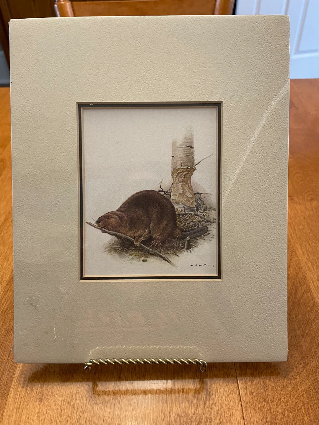 Martin Glen Loates Beaver Print