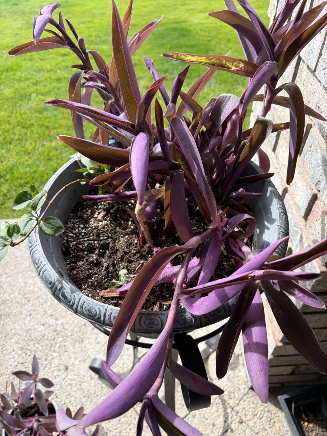 Purple Heart Tradescantia Plant