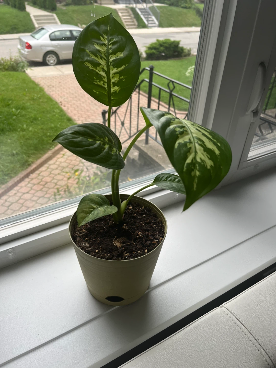 Dieffenbachia Plant