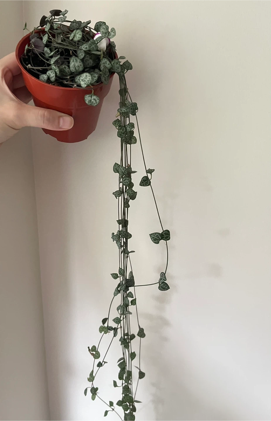 String of Hearts Plant in 4” pot