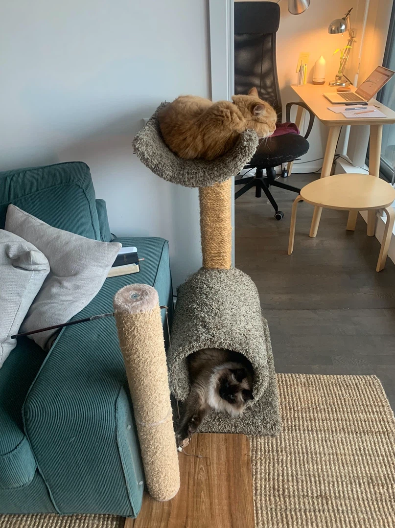 Cat Tree with Condo and Perch