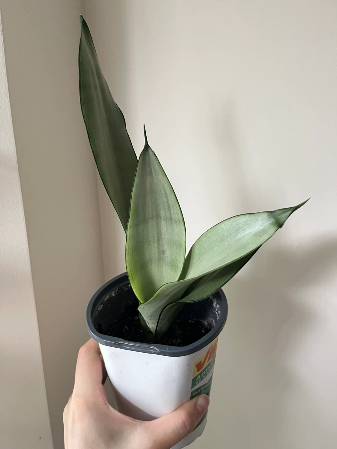 Snake plant/Sansevieria moonshine
