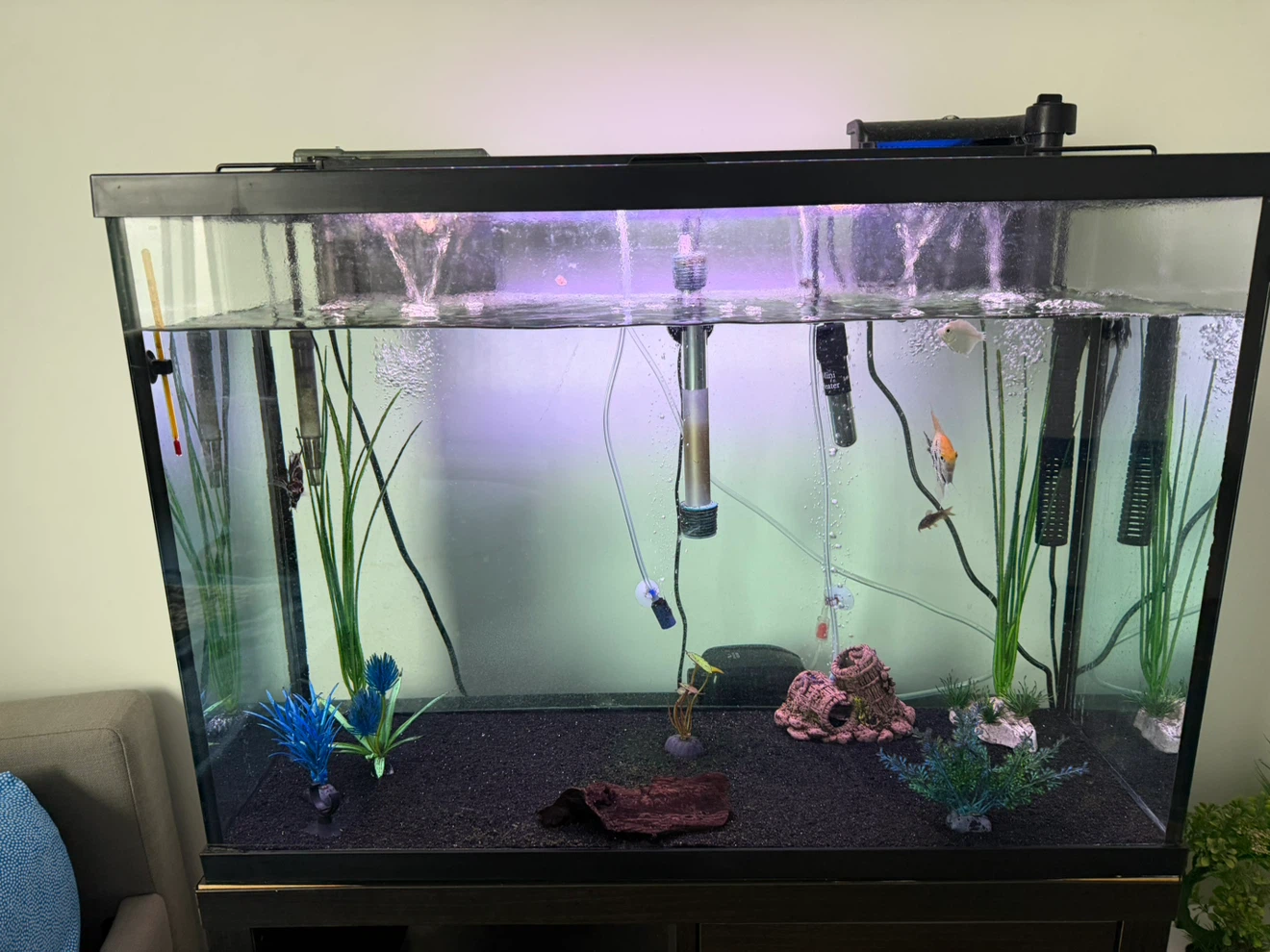 Aquarium 35 Gallon Tank Setup