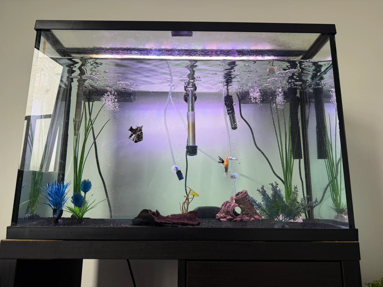 Aquarium 35 Gallon Tank Setup - photo 3