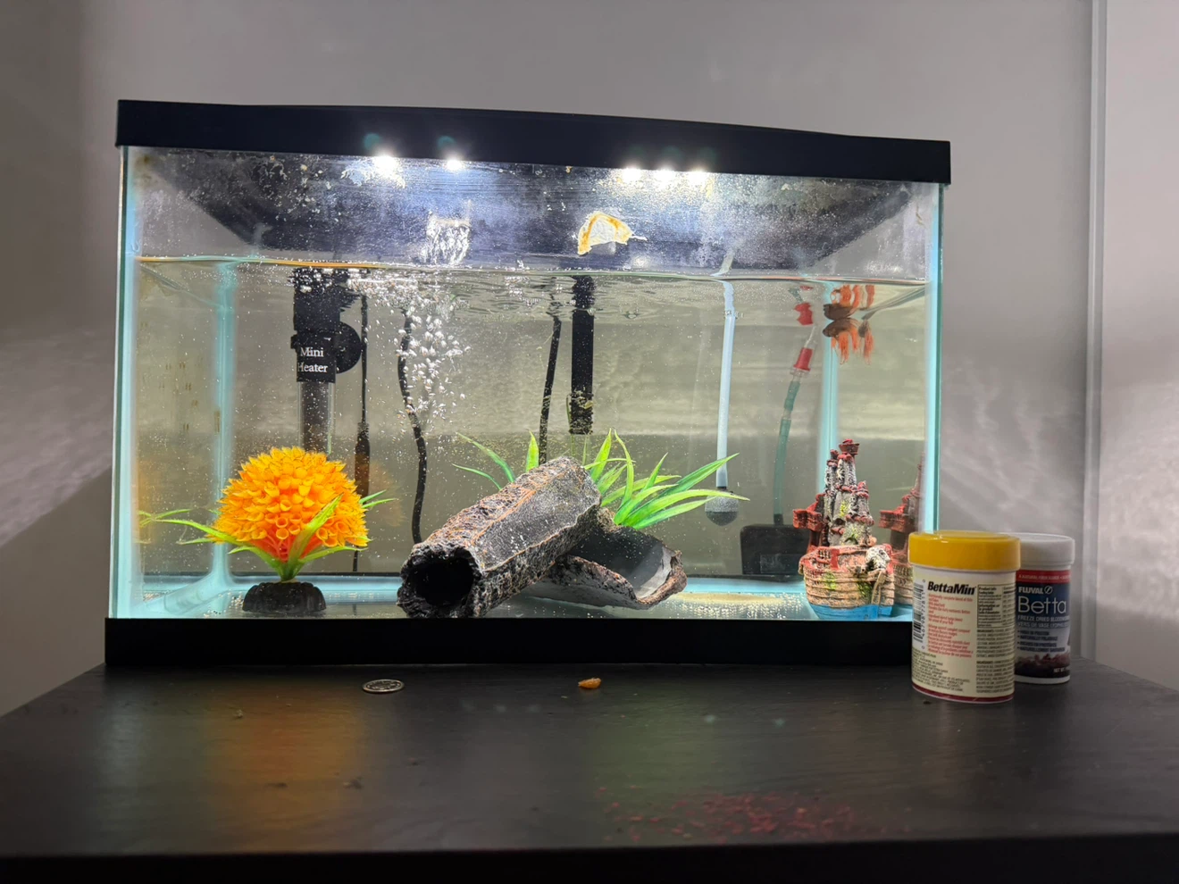5 Gallon Aquarium Setup with Fish Food