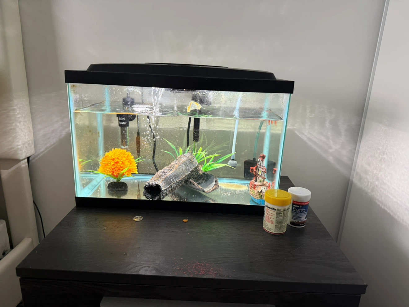 5 Gallon Aquarium Setup with Fish Food - photo 2