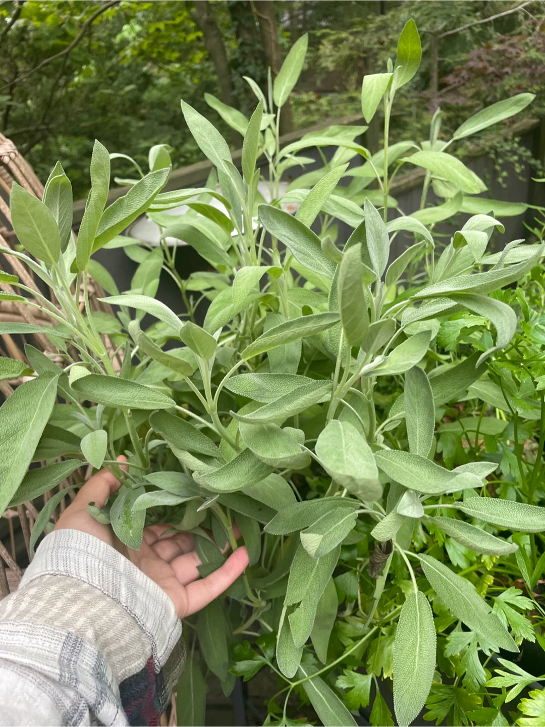 Fresh Sage