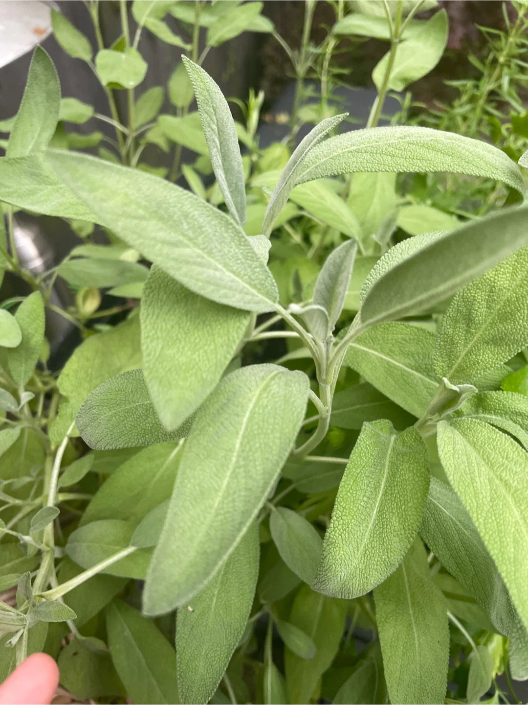 Fresh Sage - photo 2