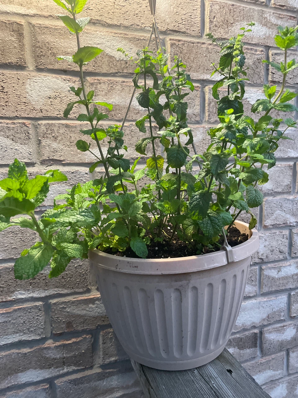 Potted Mint Plant