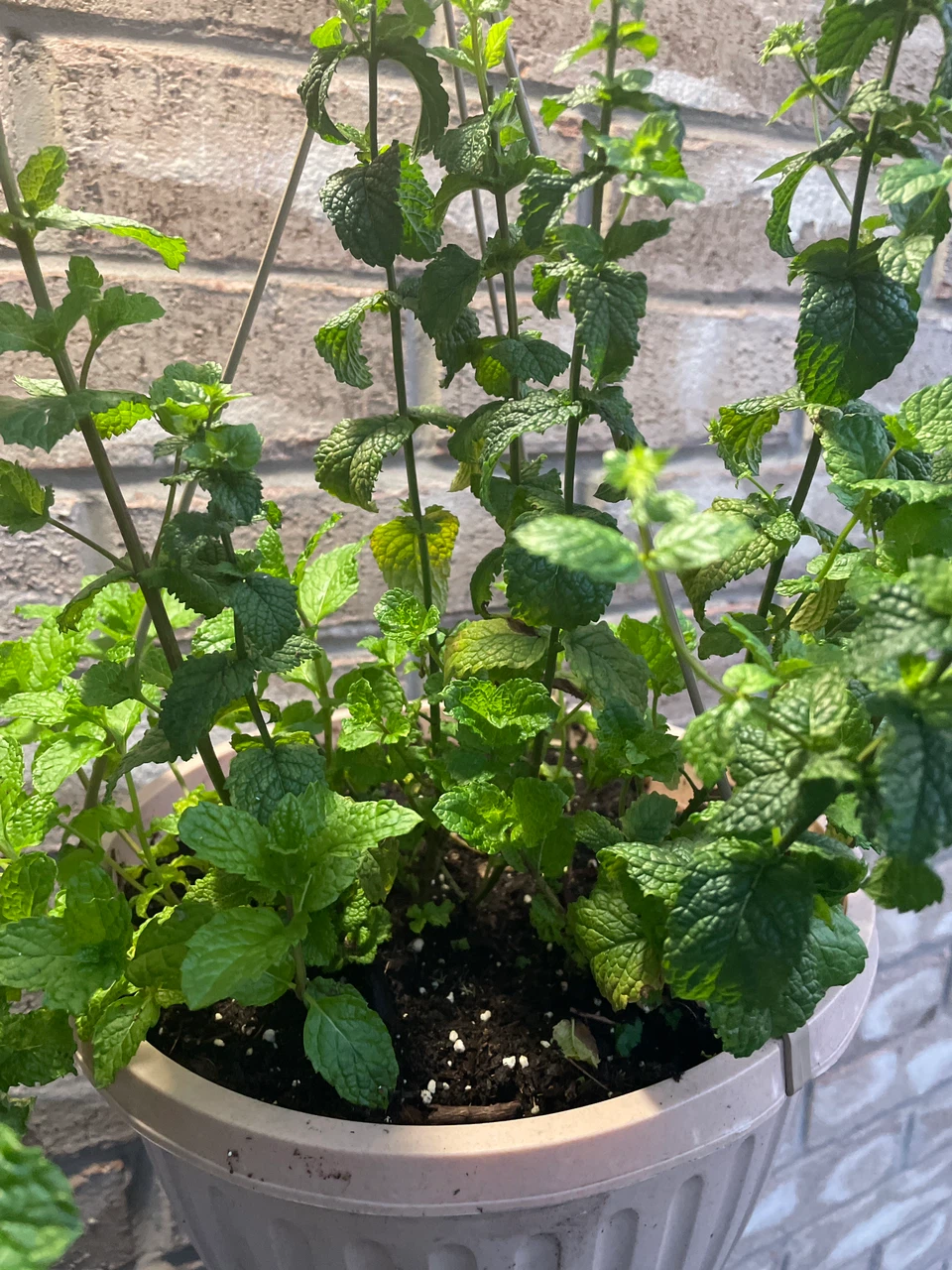 Potted Mint Plant - photo 2