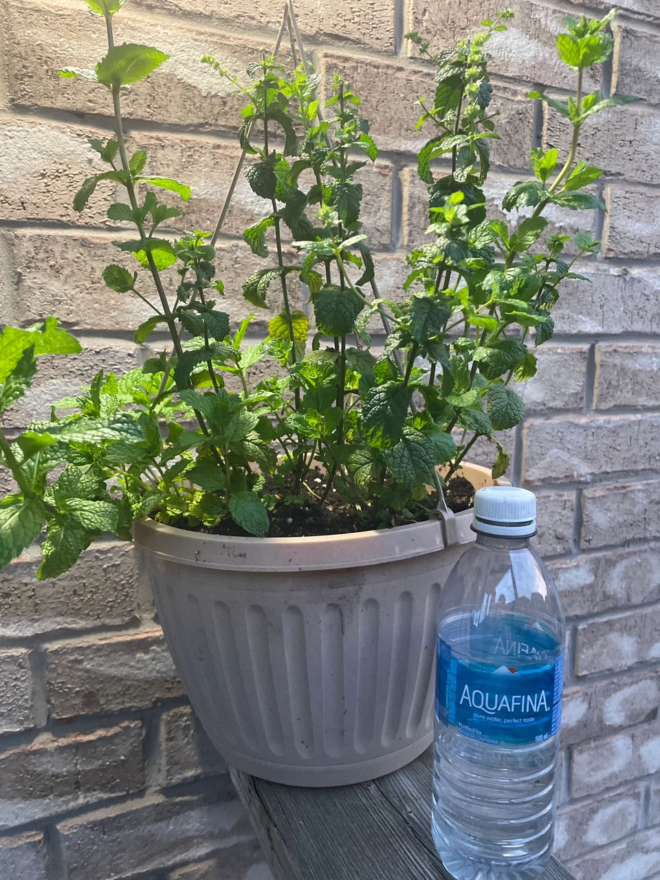 Potted Mint Plant - photo 3