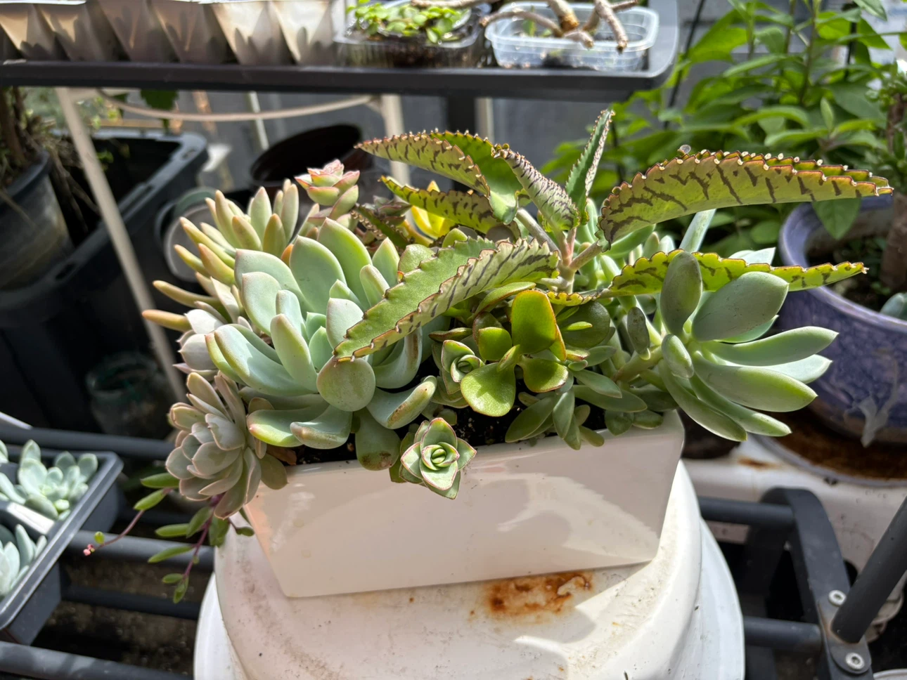 Assorted Succulent Plant Arrangement