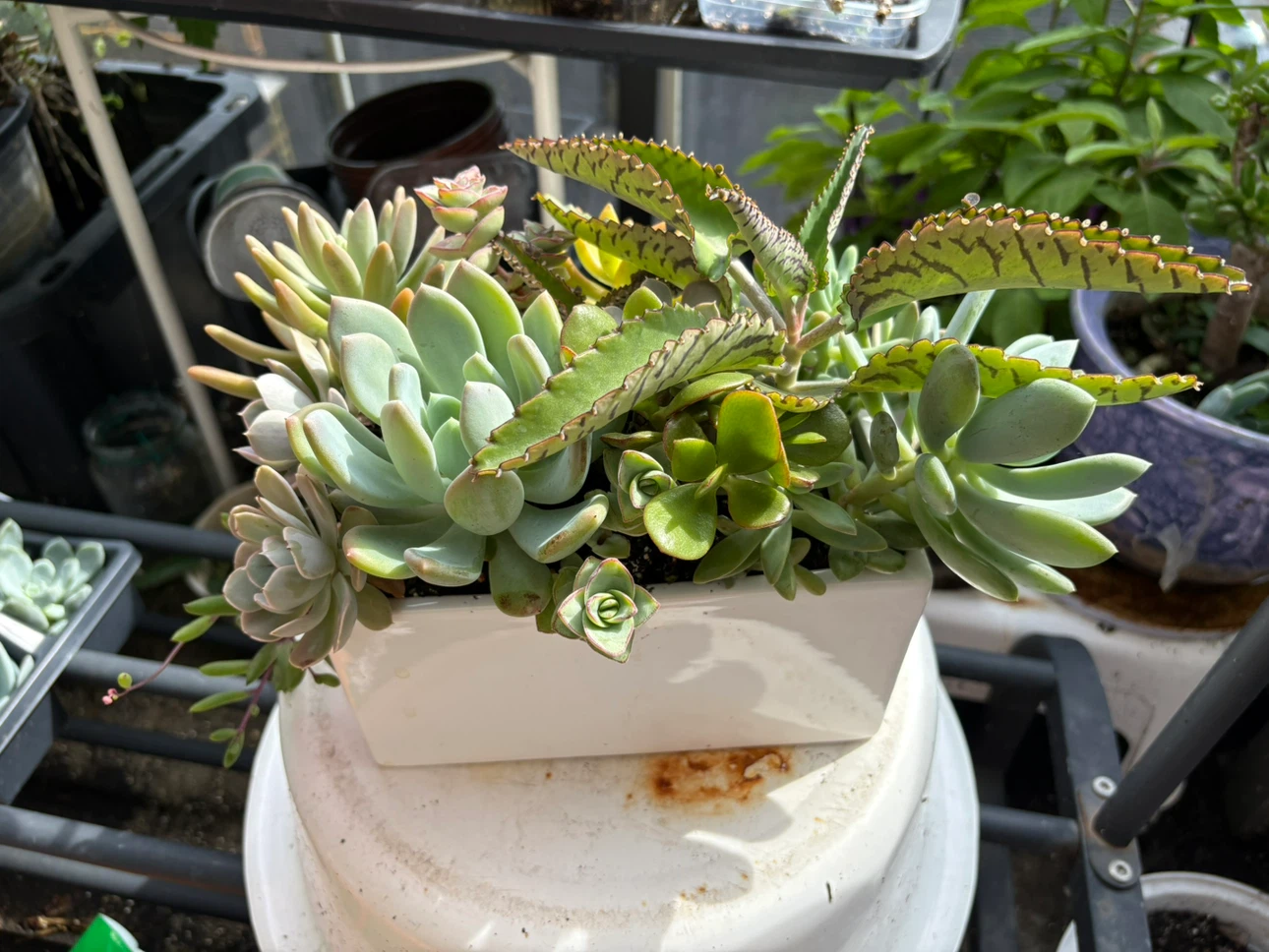 Assorted Succulent Plant Arrangement - photo 2