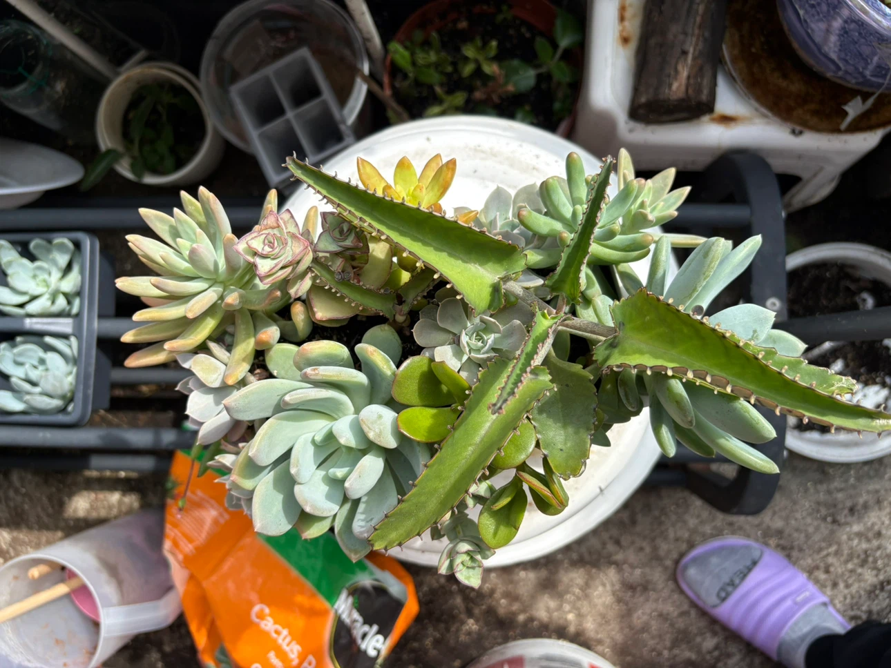 Assorted Succulent Plant Arrangement - photo 3