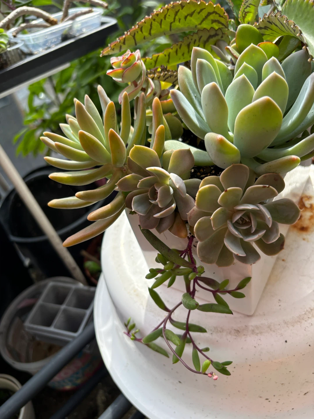 Assorted Succulent Plant Arrangement - photo 4