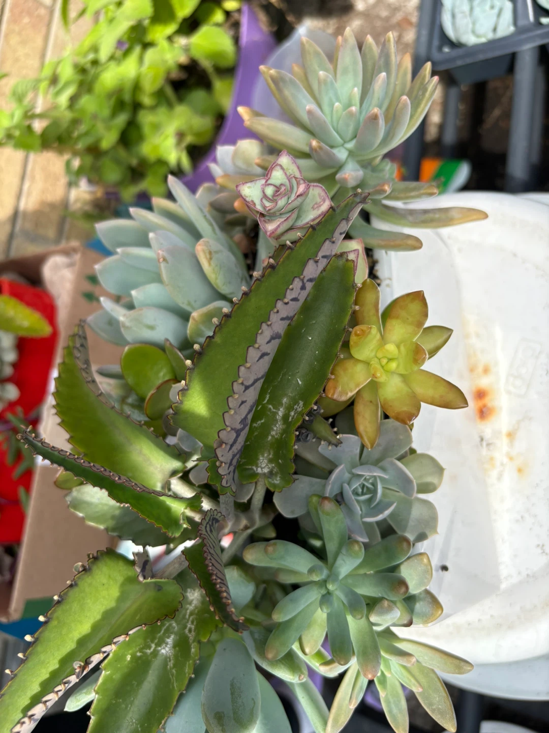 Assorted Succulent Plant Arrangement - photo 5