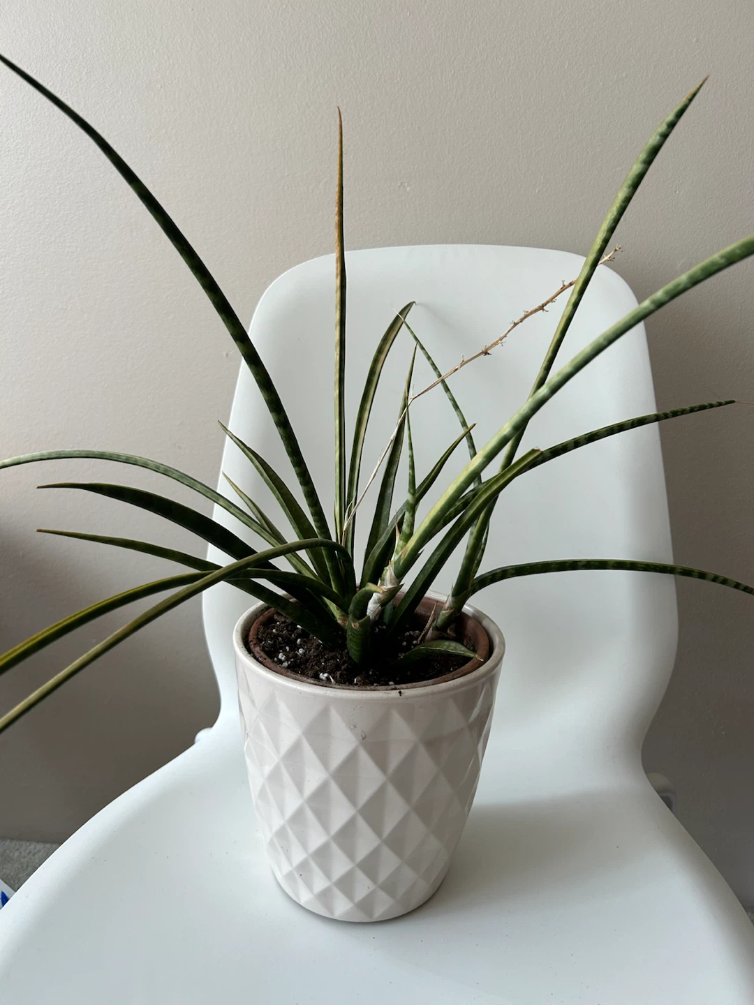 Snake Plant in White Ceramic Pot