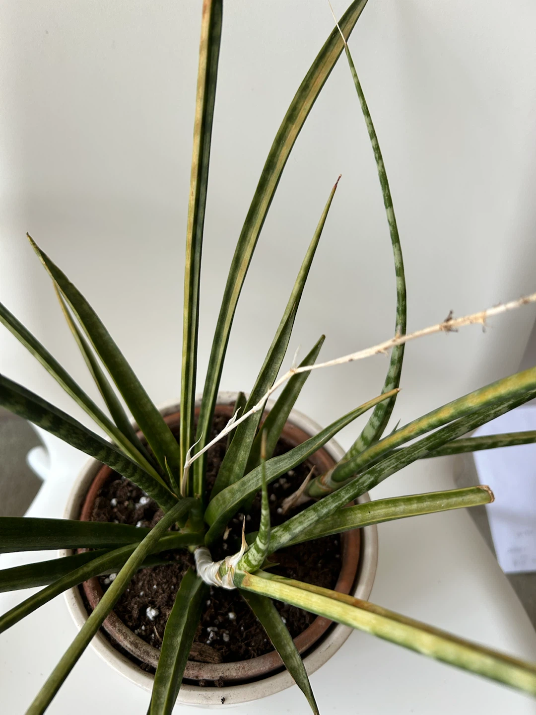 Snake Plant in White Ceramic Pot - photo 2