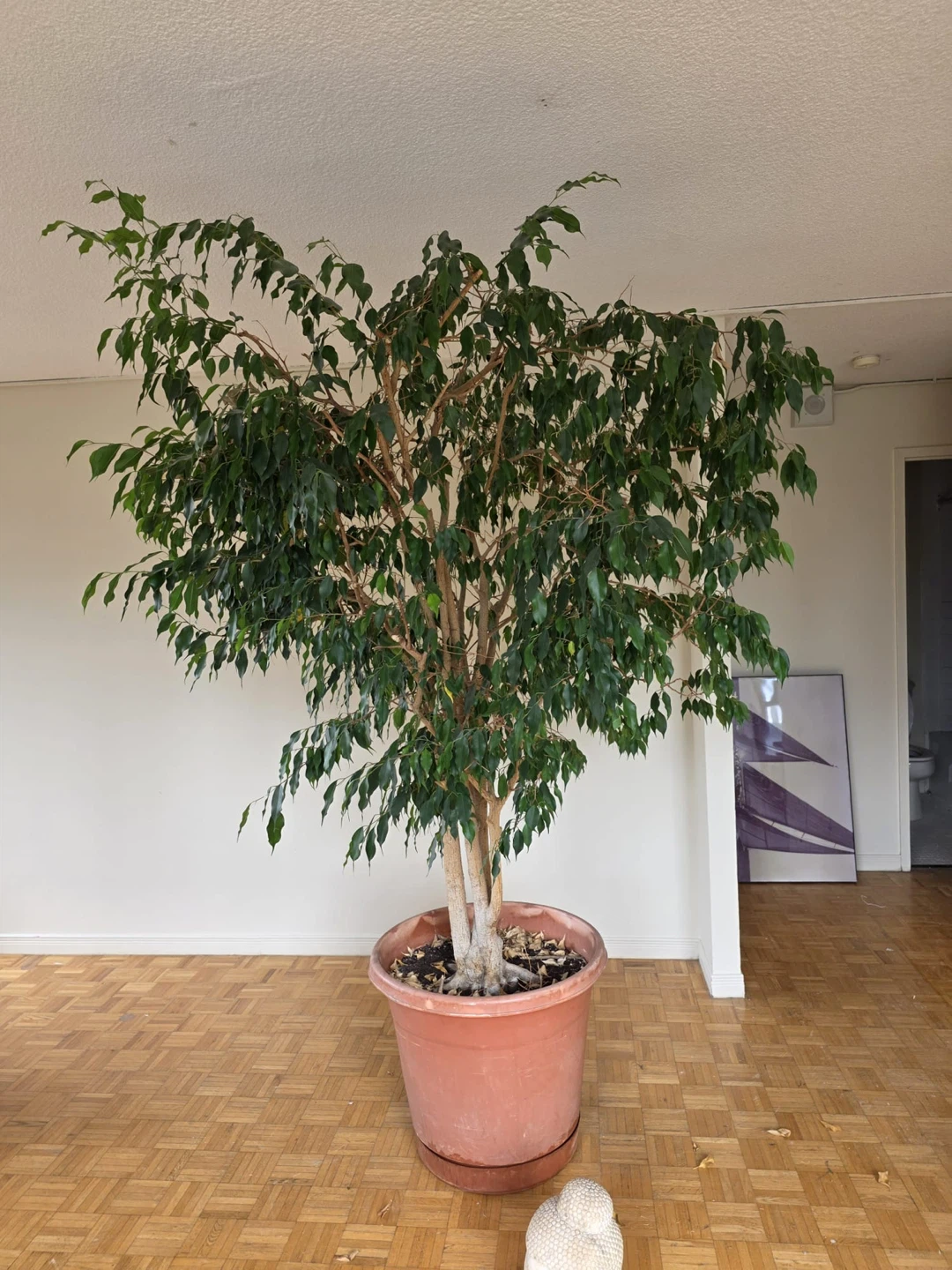 Large Ficus Tree in Planter