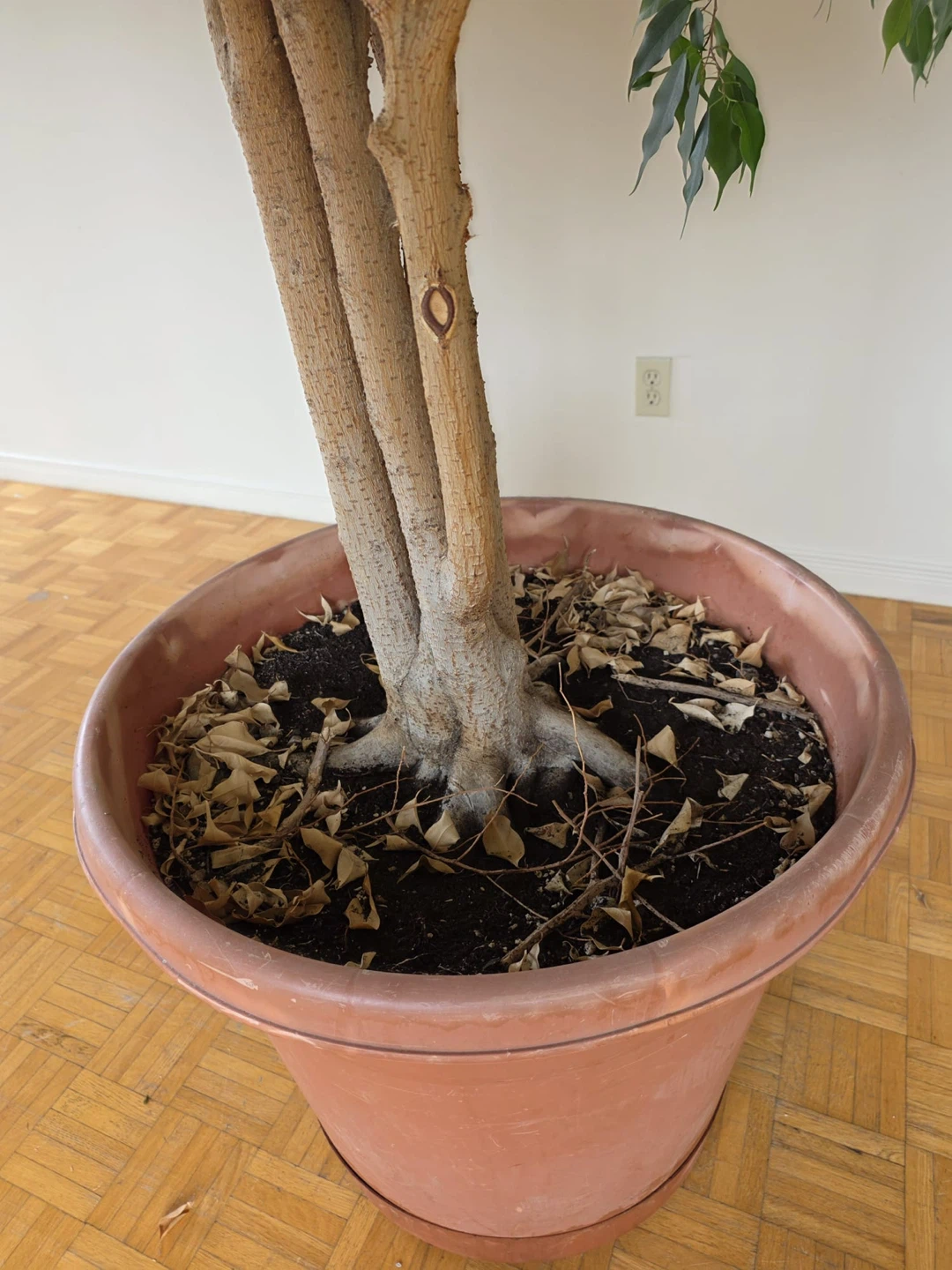 Large Ficus Tree in Planter - photo 2