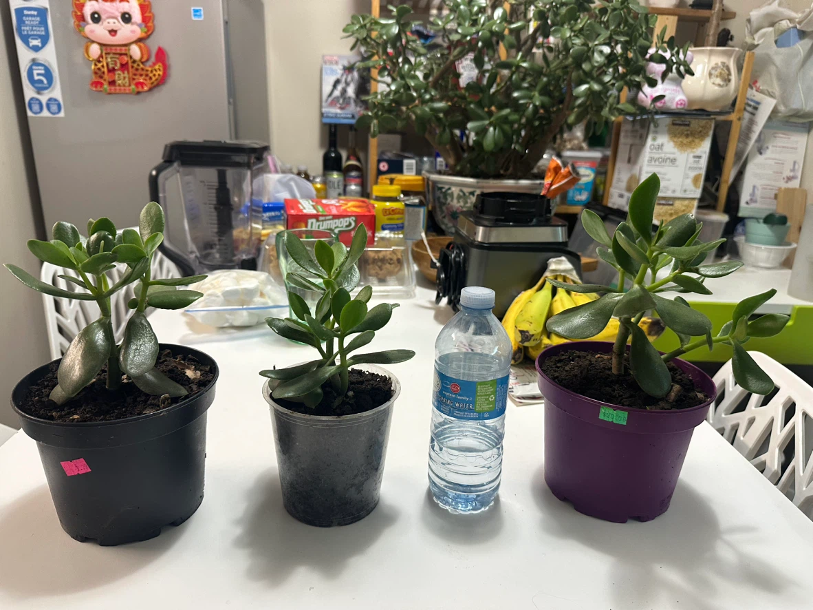 Three Jade Plants