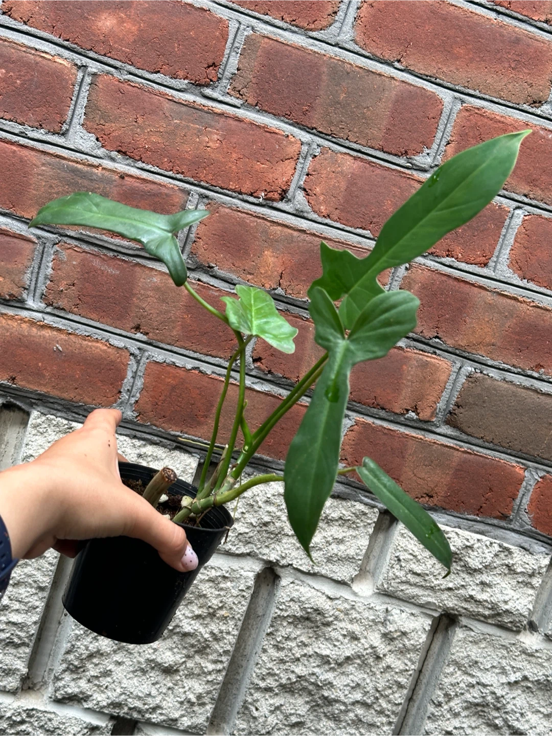 Philodendron Florida Green
