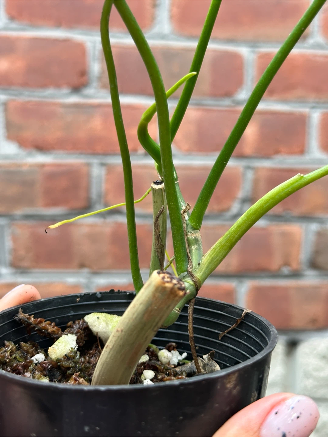 Philodendron Florida Green - photo 2