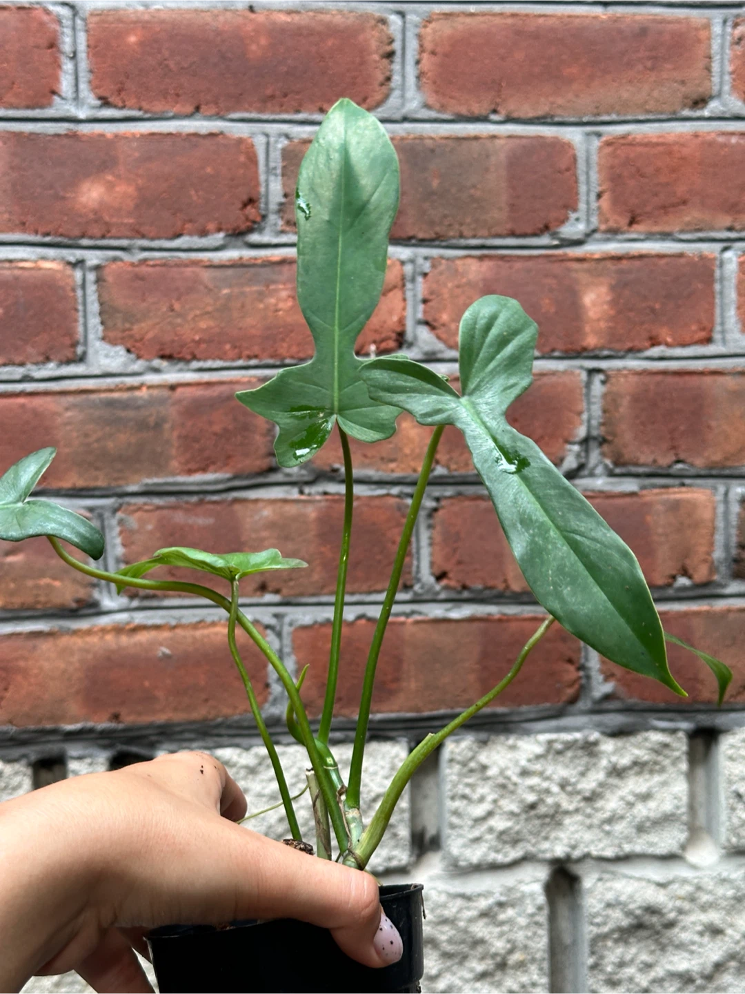 Philodendron Florida Green - photo 3