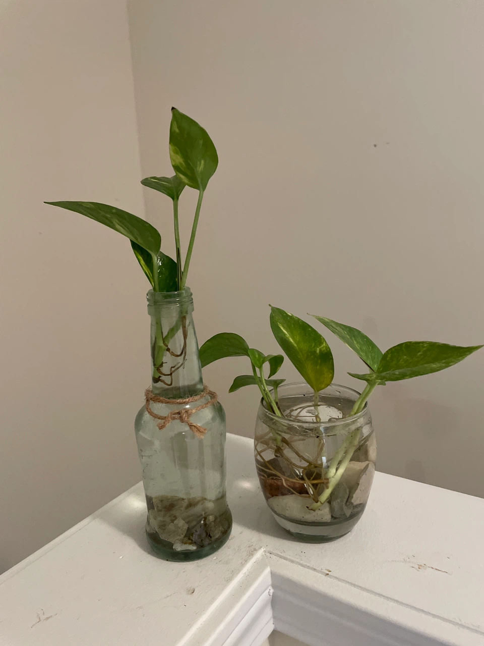 Pothos Cuttings in Recycled Bottles