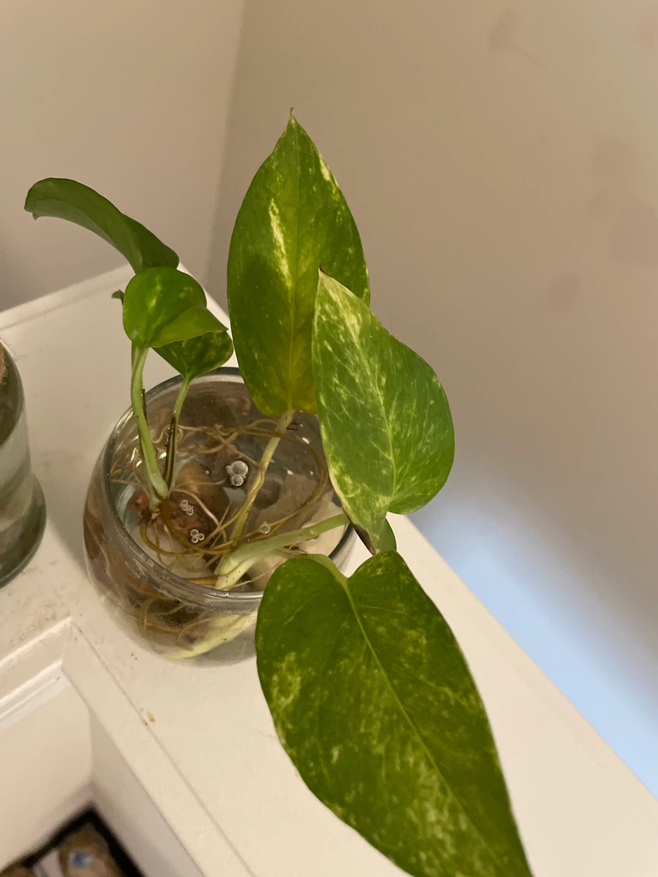 Pothos Cuttings in Recycled Bottles - photo 2