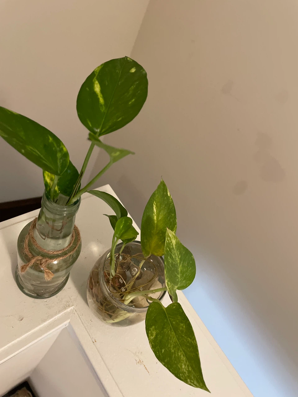 Pothos Cuttings in Recycled Bottles - photo 3