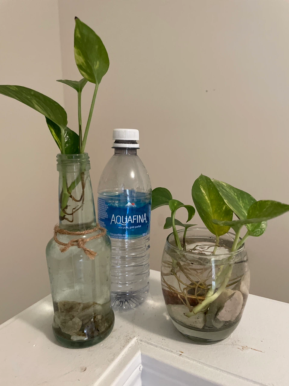 Pothos Cuttings in Recycled Bottles - photo 4
