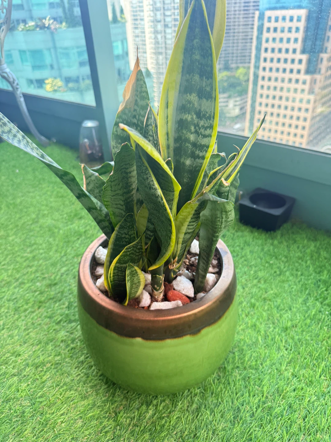 Snake Plant in Ceramic Pot