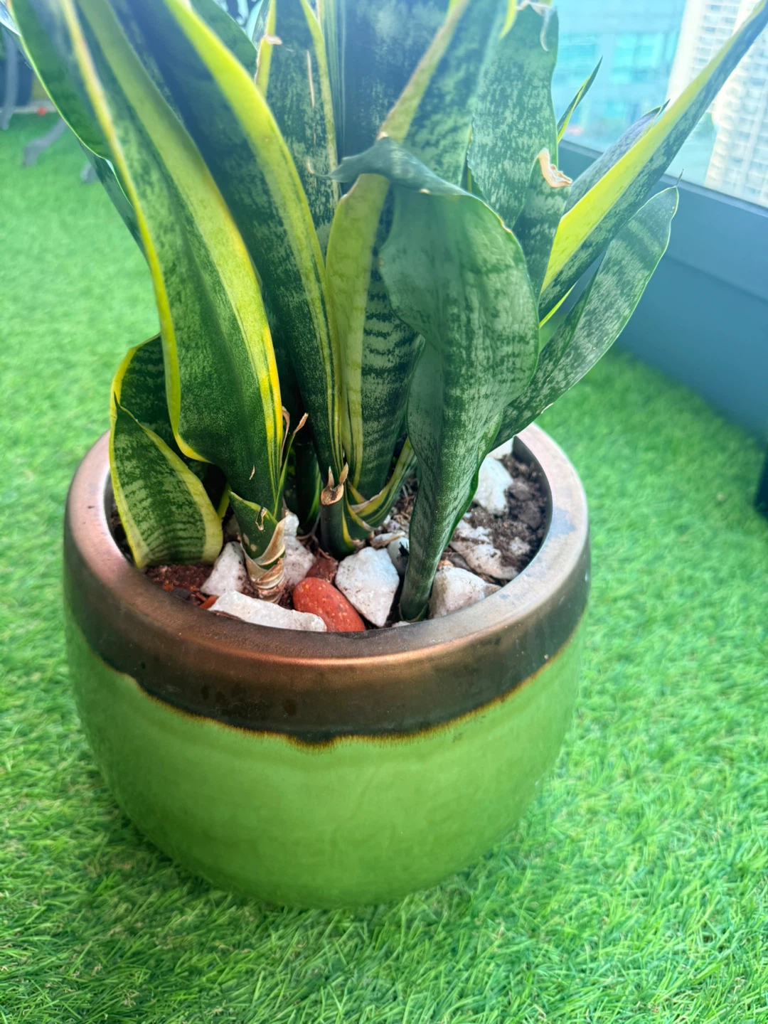 Snake Plant in Ceramic Pot - photo 2