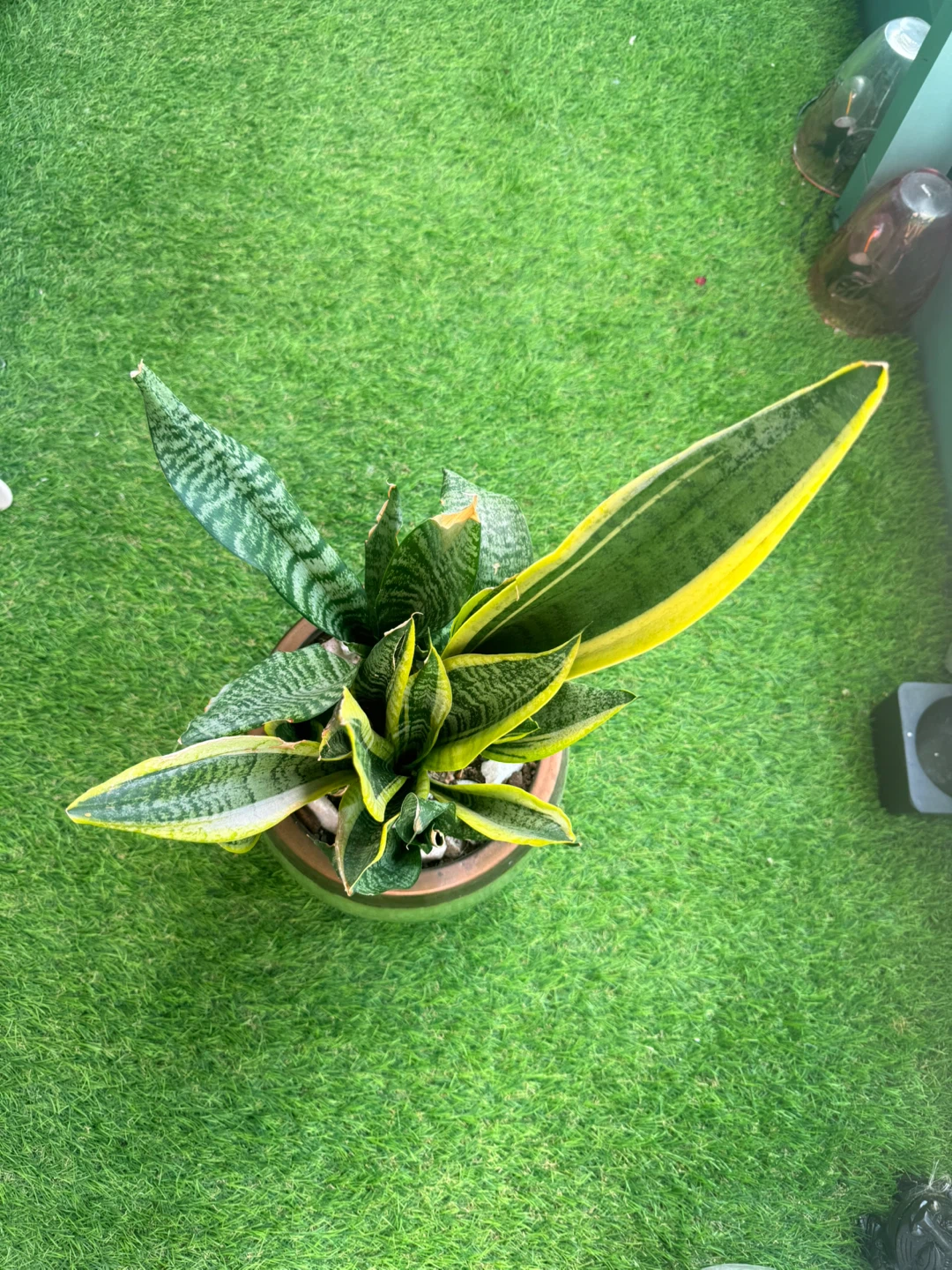 Snake Plant in Ceramic Pot - photo 3