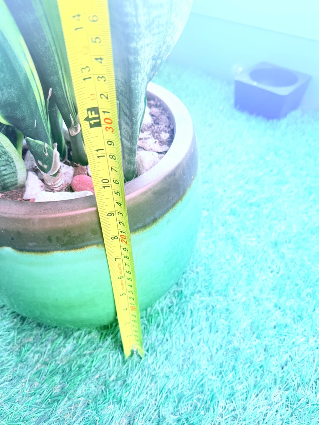 Snake Plant in Ceramic Pot - photo 4