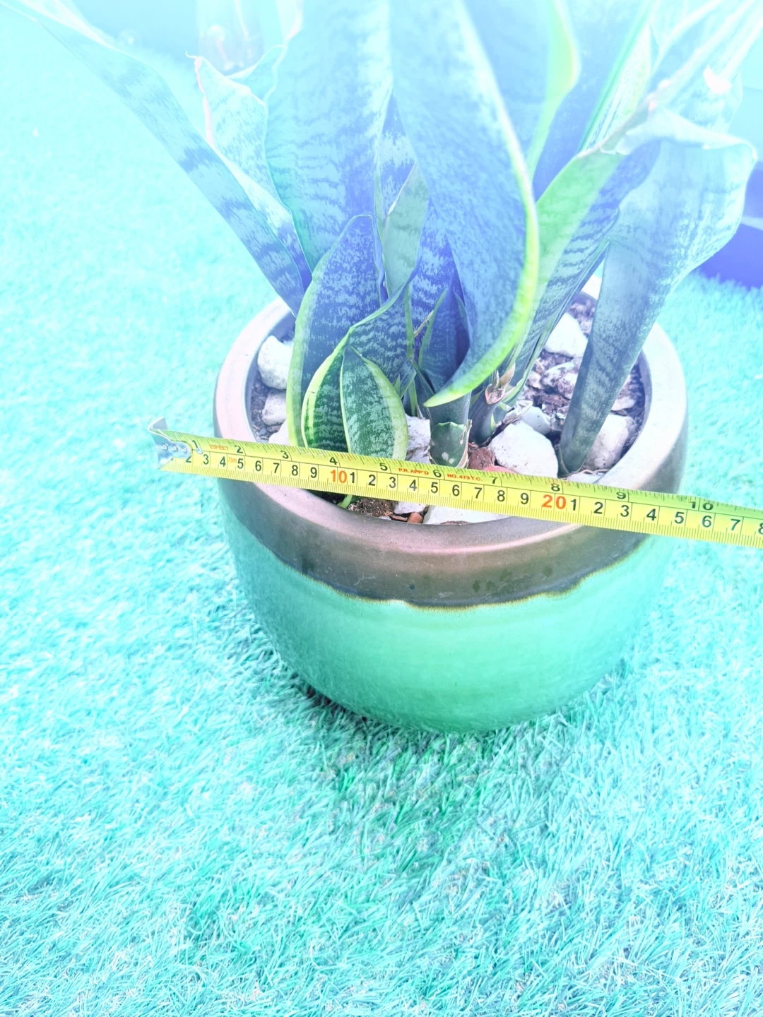 Snake Plant in Ceramic Pot - photo 5