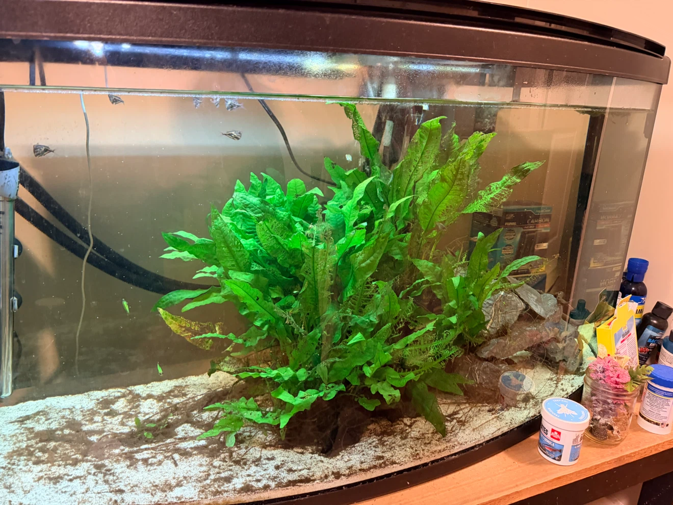 I need help with the fish tank