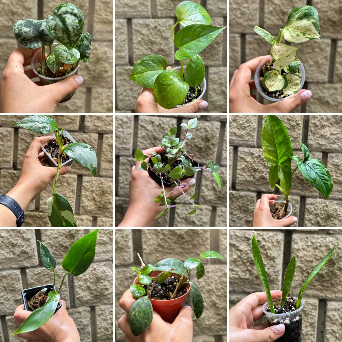 Plant Purge