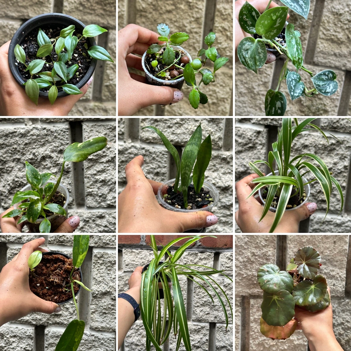 Plant Purge - photo 2