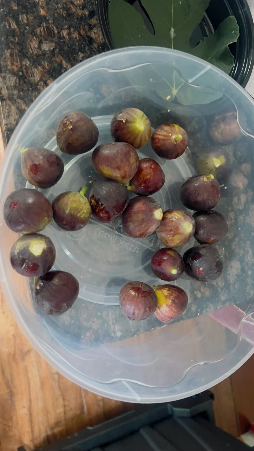 Organic Freshly Collected Figs Pick up in Mill Basin Brooklyn - photo 3