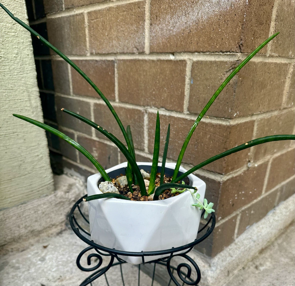 Sansevieria Cylindrica Plant in Ceramic Pot