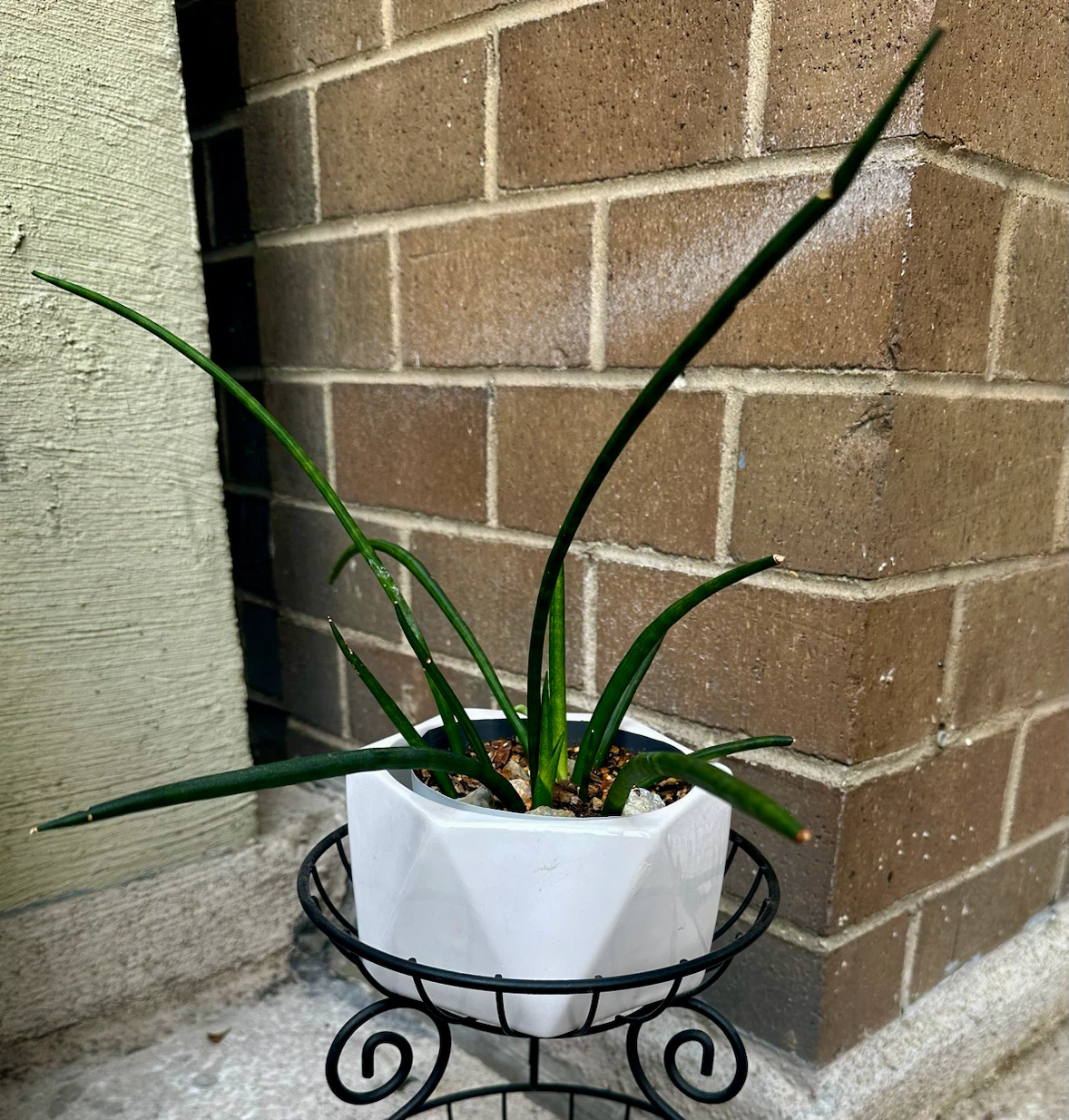Sansevieria Cylindrica Plant in Ceramic Pot - photo 2