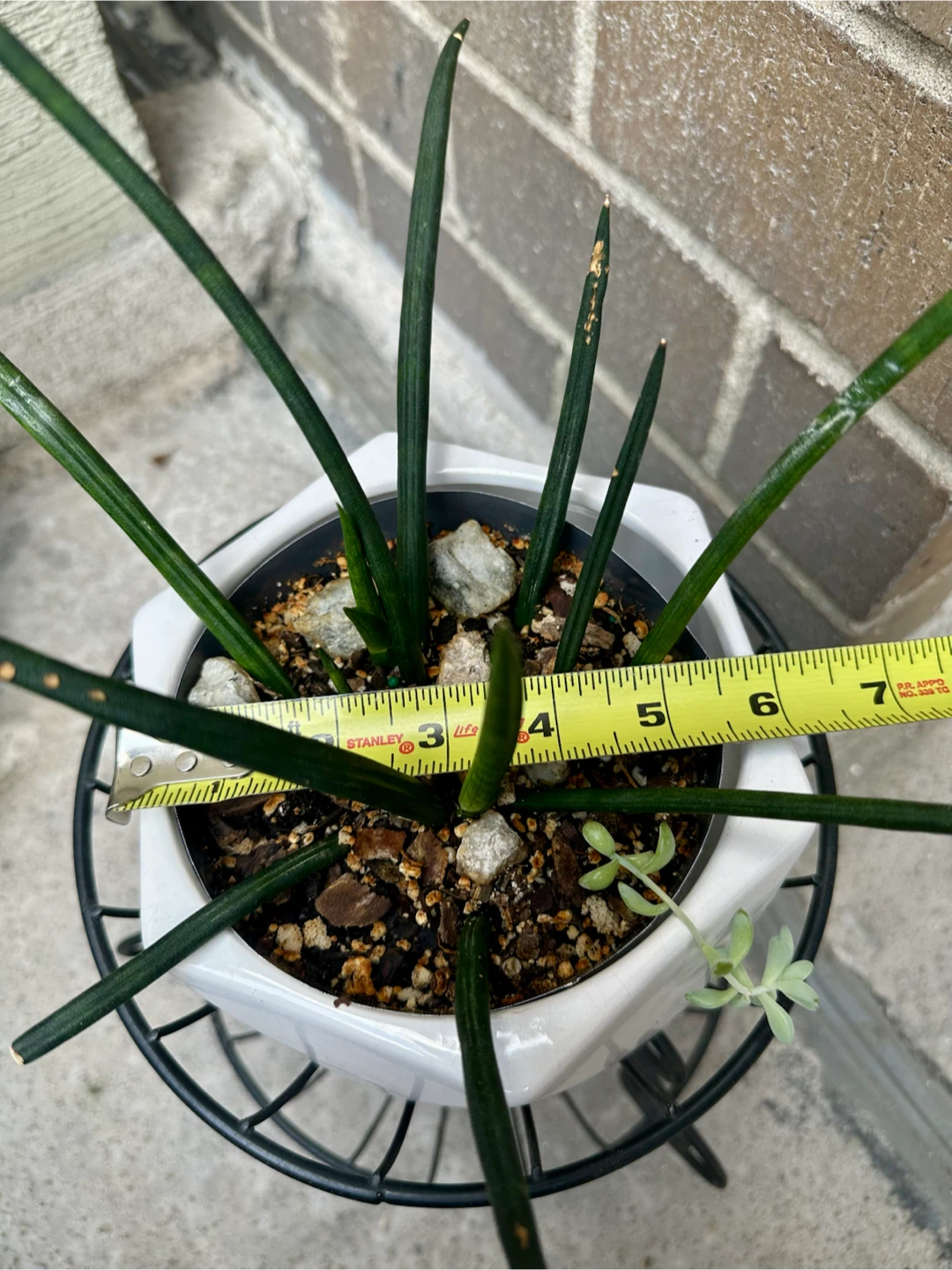 Sansevieria Cylindrica Plant in Ceramic Pot - photo 3