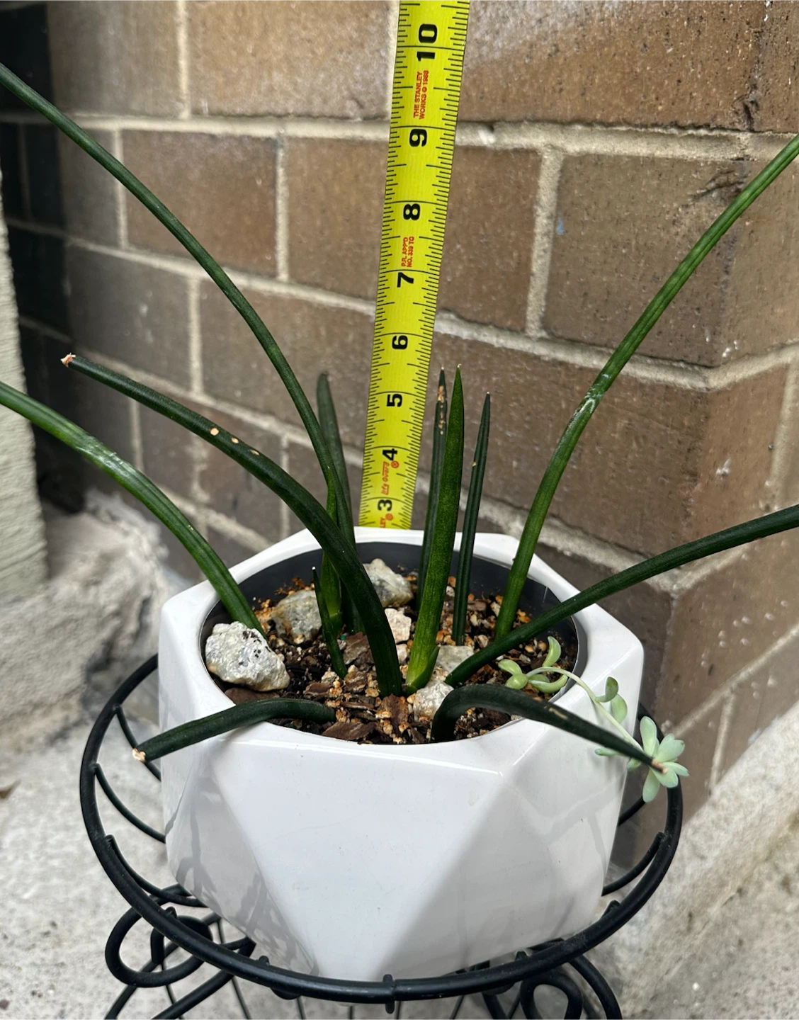 Sansevieria Cylindrica Plant in Ceramic Pot - photo 4