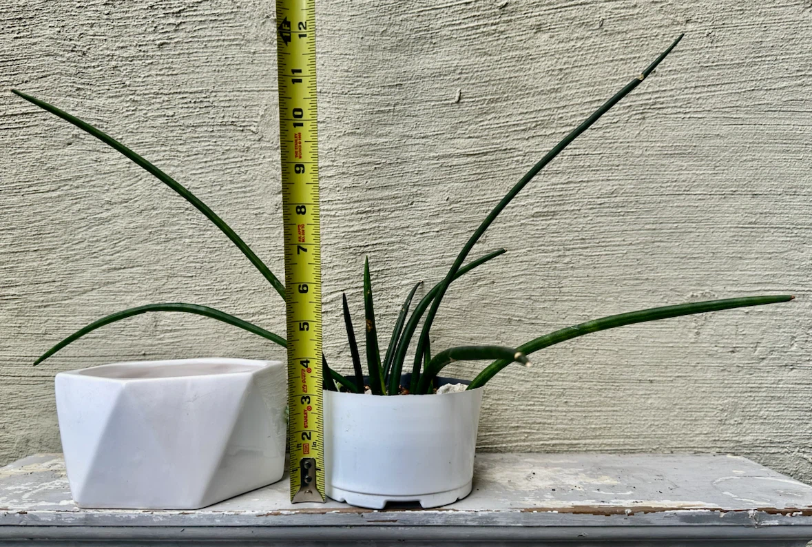 Sansevieria Cylindrica Plant in Ceramic Pot - photo 5