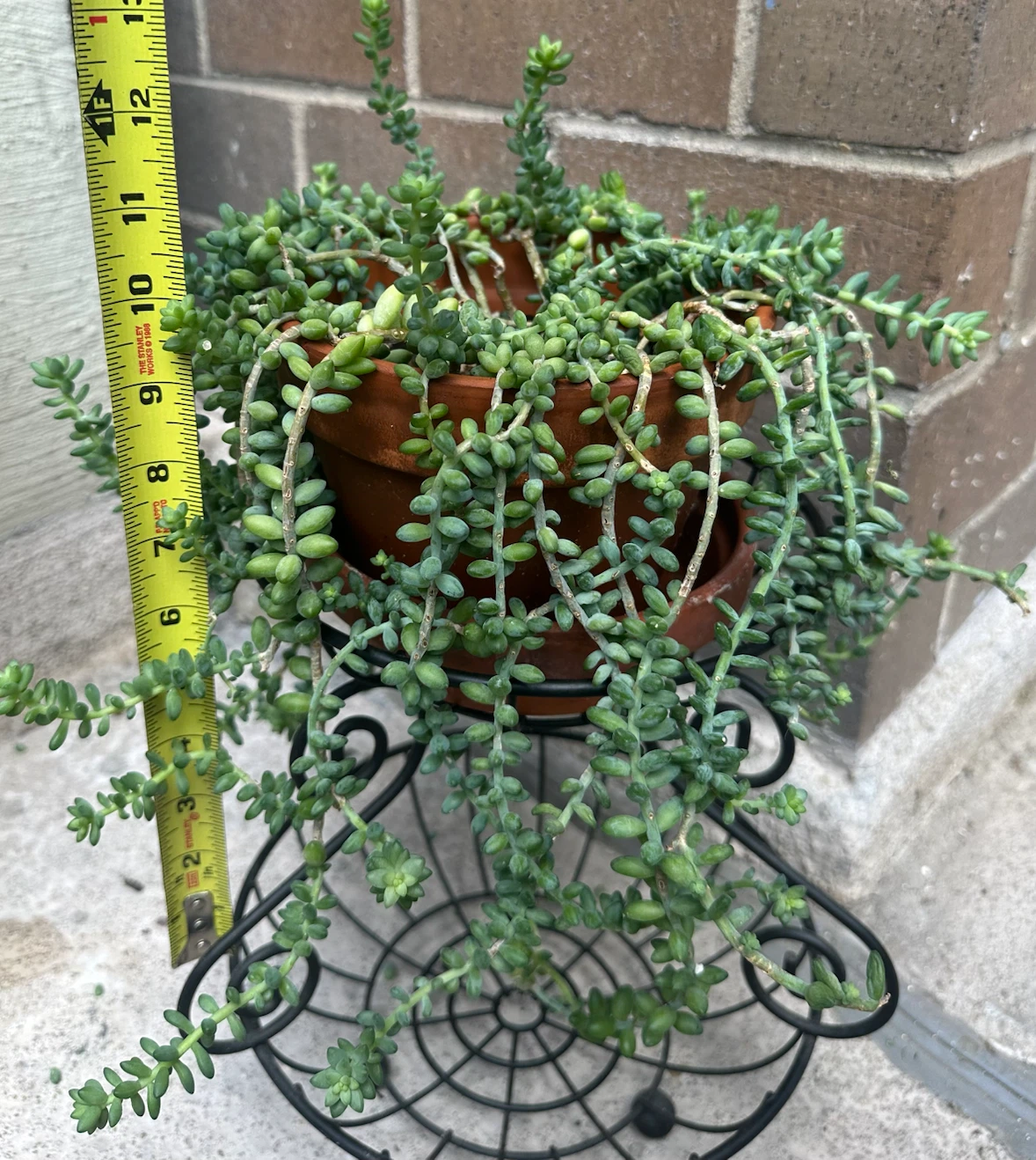 M / L Sedum Burrito Plant in Terracotta Pot