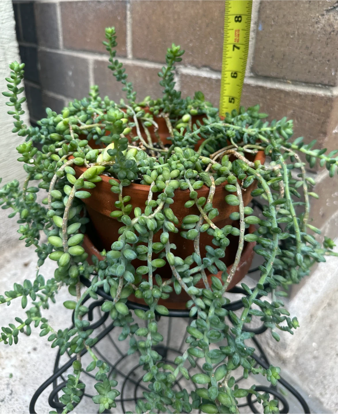 M / L Sedum Burrito Plant in Terracotta Pot - photo 2