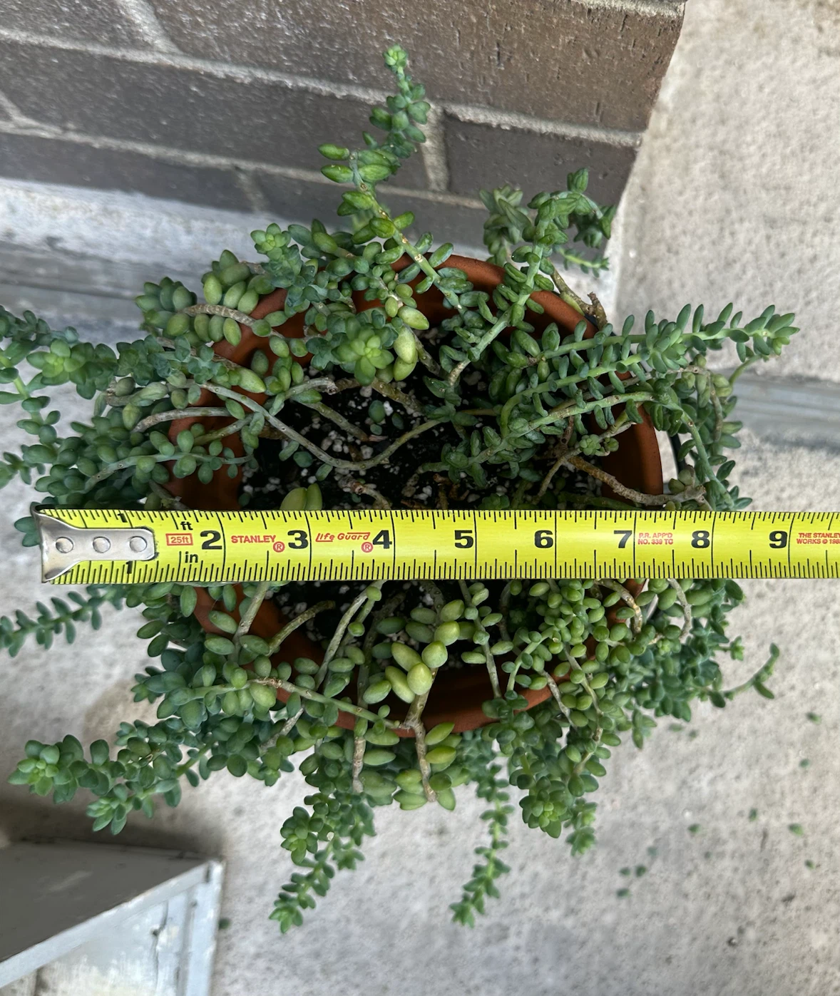 M / L Sedum Burrito Plant in Terracotta Pot - photo 3