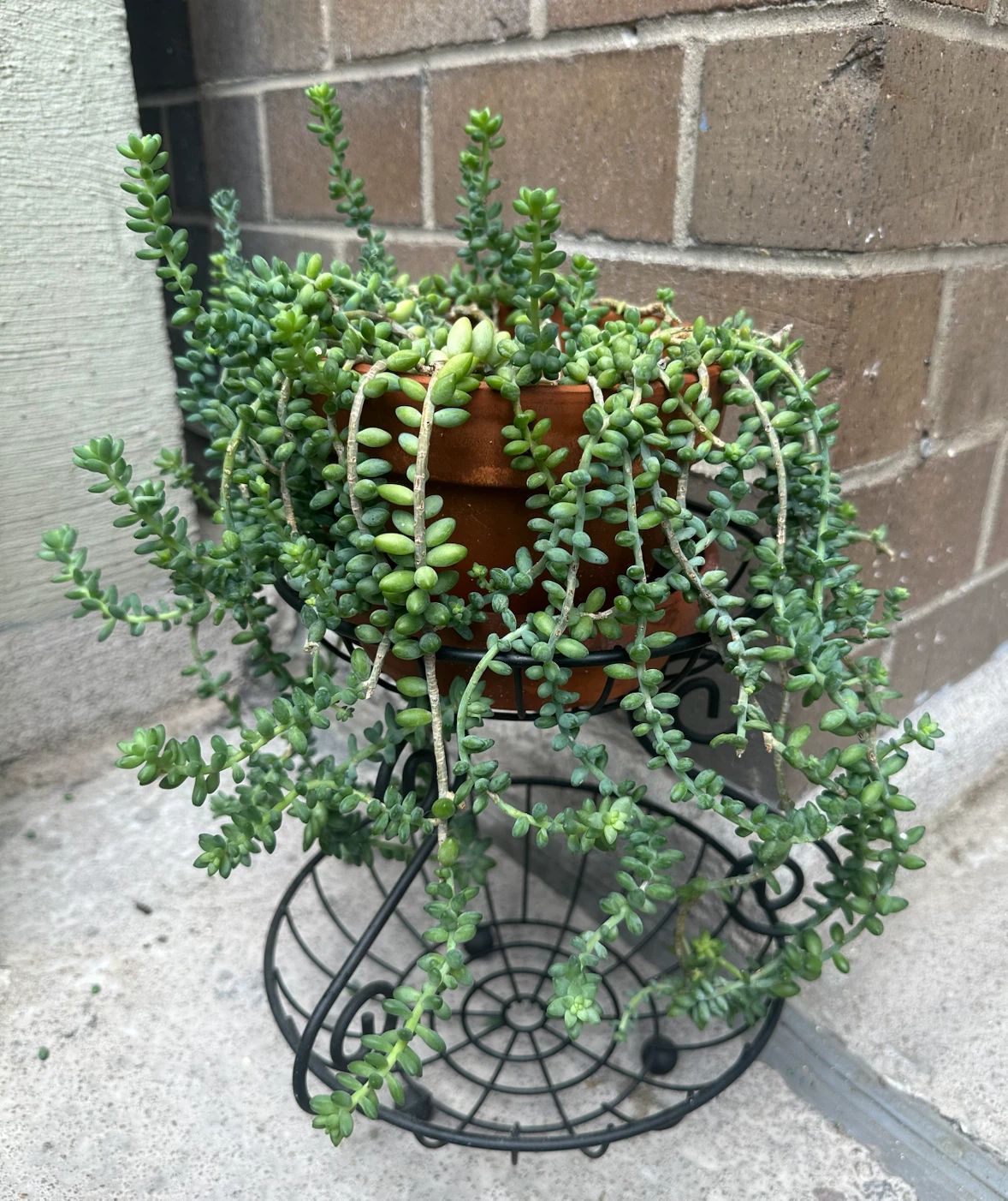 M / L Sedum Burrito Plant in Terracotta Pot - photo 4